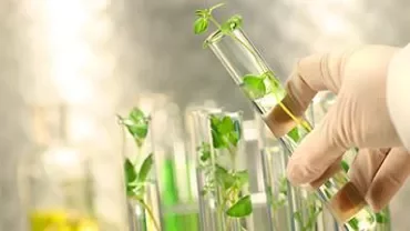 Hand holding test tube with plant in a lab.